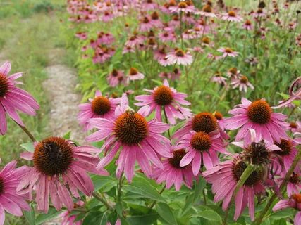 Эхинацея пурпурная echinacea purpurea