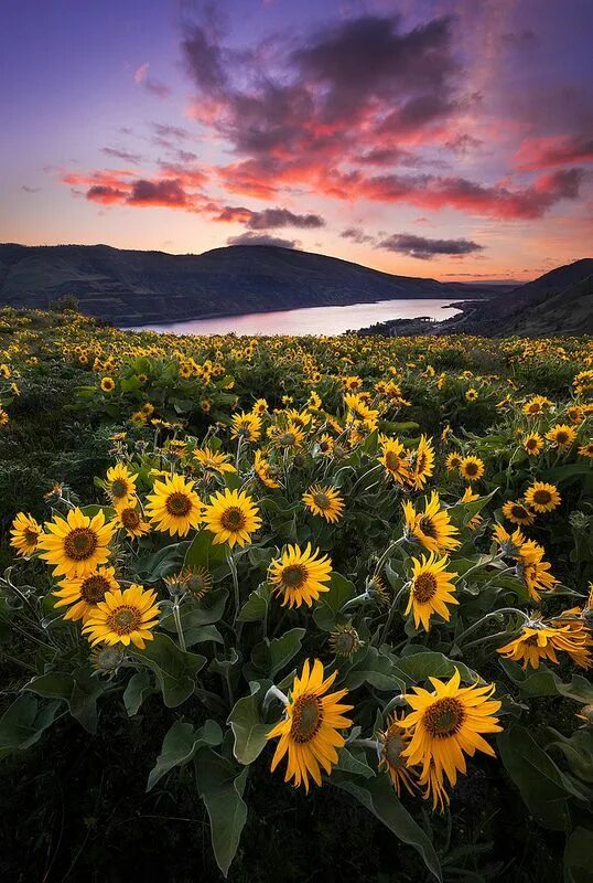 Подсолнух опустил голову. Подсолнухи в снегу. Подсолнухи зимой. Подсолнухи зимой. Подсолнухи зимой.