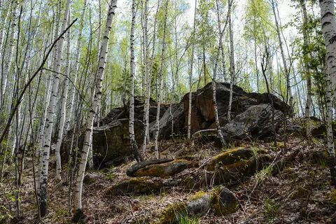 Погода березовая гора