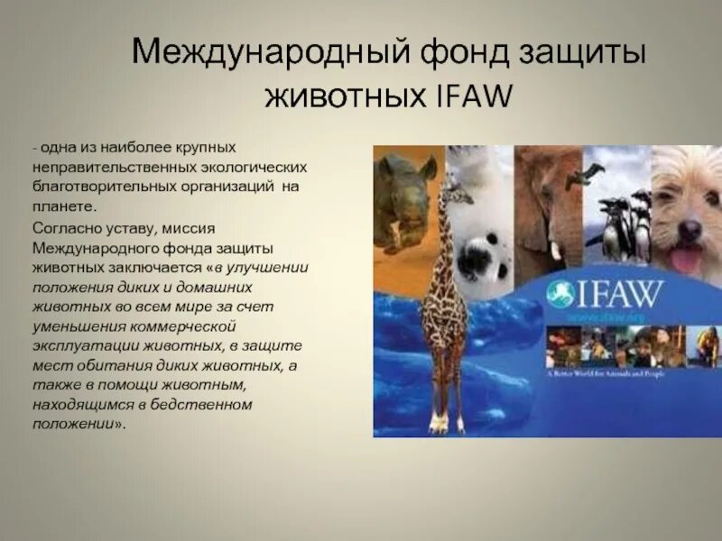 Почему важно защищать животных земли 4. Организации защиты животных в россии. организации по защите животных. международный фонд защиты животных. международные организации по защите животных.