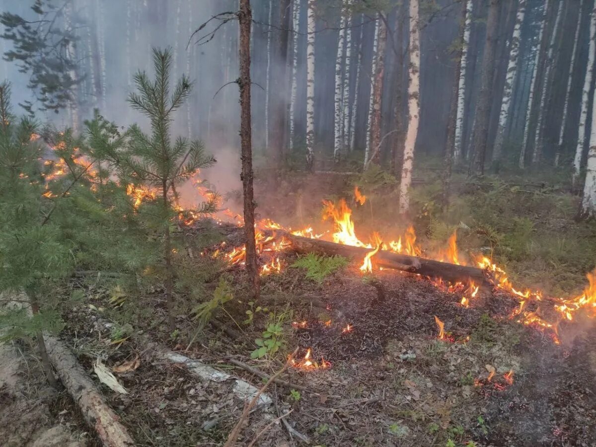 Горит лес в абхазии. Пожар леса. лес в огне.