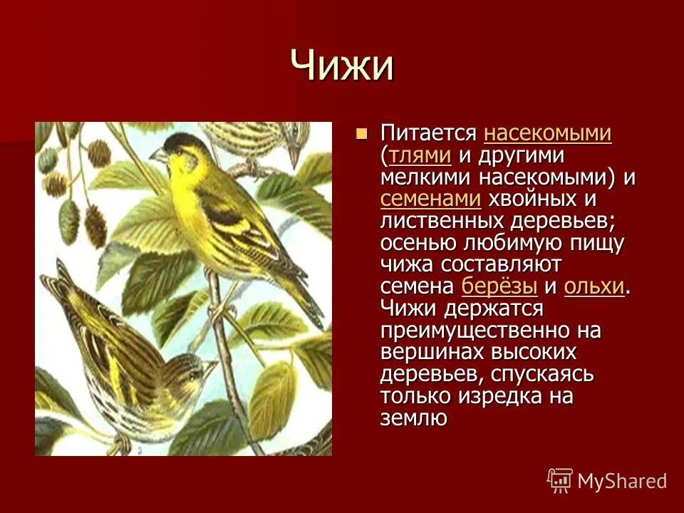 Чиж фото и описание. Чиж птица описание. Чиж сообщение о птице. Что составляет основу питания чижа. Что составляет основу питания чижа.