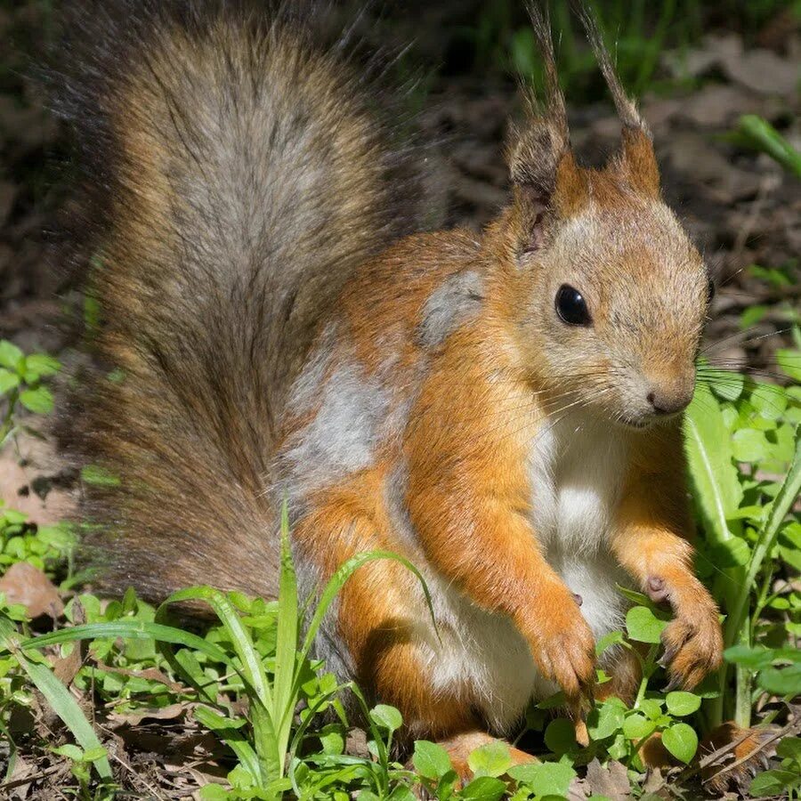 белочка рисунок для детей. ребенок бельчонок. кормление белочки. белка для детей. белка для детей.