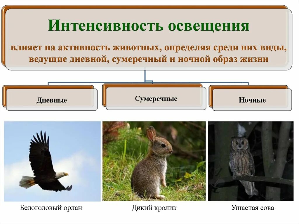 Приспособления к образу жизни птиц. Дневные и ночные животные. Дневные Сумеречные и ночные животные. Дневные ночные Сумеречные животные примеры. Экологические группы животных.