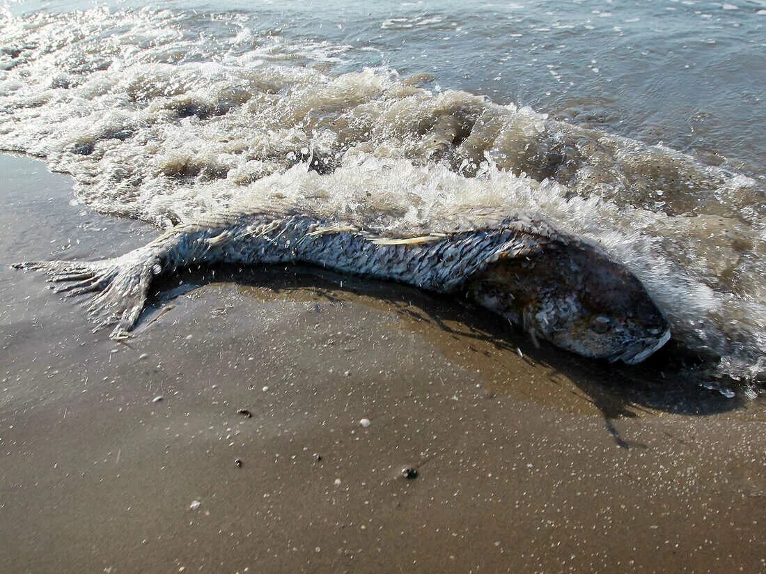 Морские обитатели Персидского залива. Мертвые морские животные. Морские обитатели мексиканского залива.