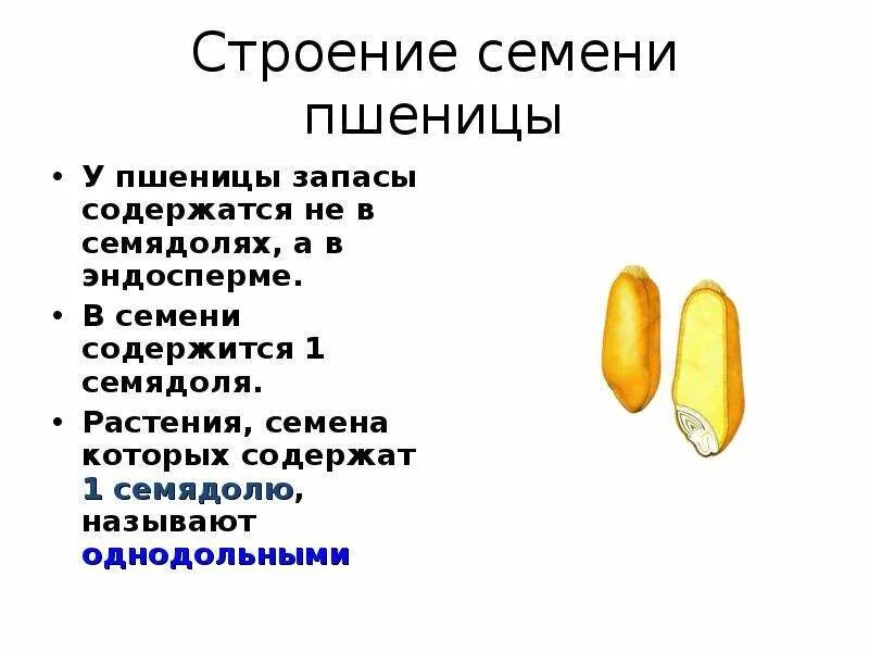 Урок биологии семена. Строение зерновки кукурузы. Пшеница семена строение 6 класс. Строение зерновки пшеницы 6 класс биология. Строение семени фасоли и кукурузы.