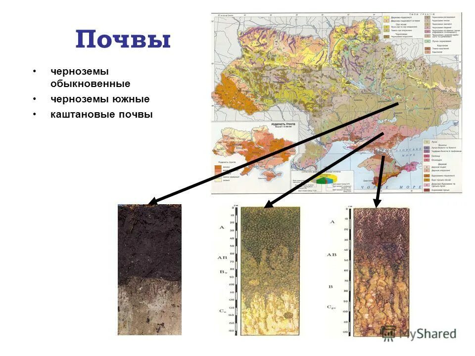 Чернозем почва. Распространение черноземов в россии. Черноземы расположены. Черноземы расположены. Черноземы расположены.