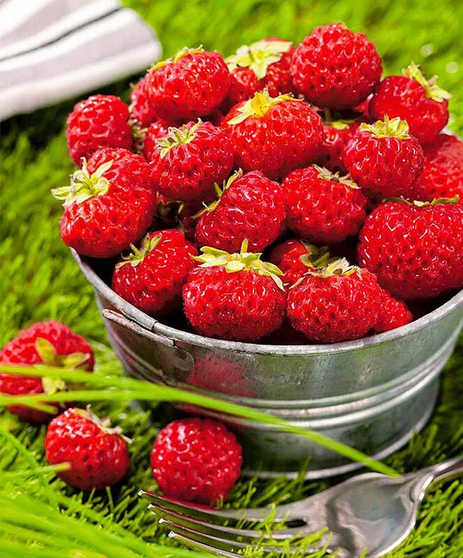 Мице шиндлер клубника фото описание. Земляника мице шиндлер. сорт клубники мице шиндлер. земляника садовая мице шиндлер. земляника (сорт мице шиндлер.