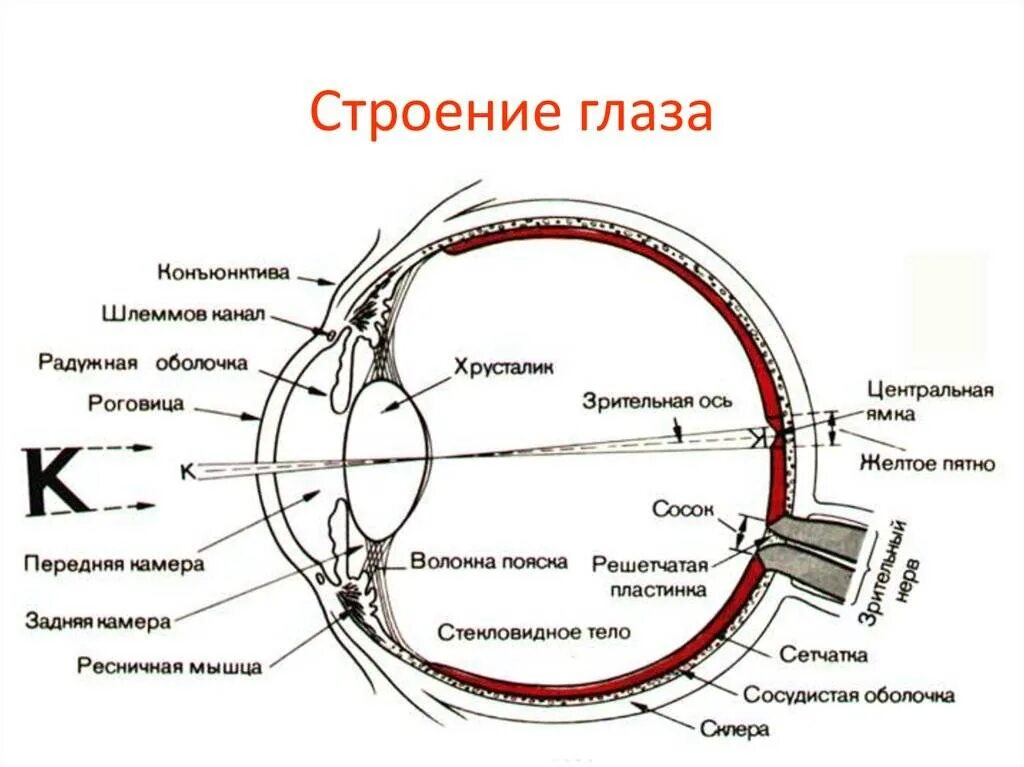 Следующие структуры глаза. Строение глазного анализатора человека схема. Зрительный анализатор строение ЕГЭ. Строение оптического аппарата зрительного анализатора. Строение глаза спереди.