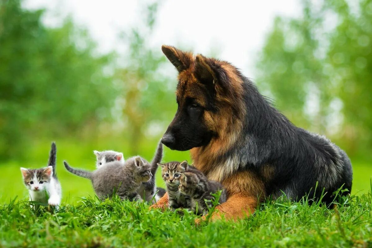 Собака с кошкой. Кошки и собаки. Овчарка на природе. Немецкая овчарка. Животные вместе.