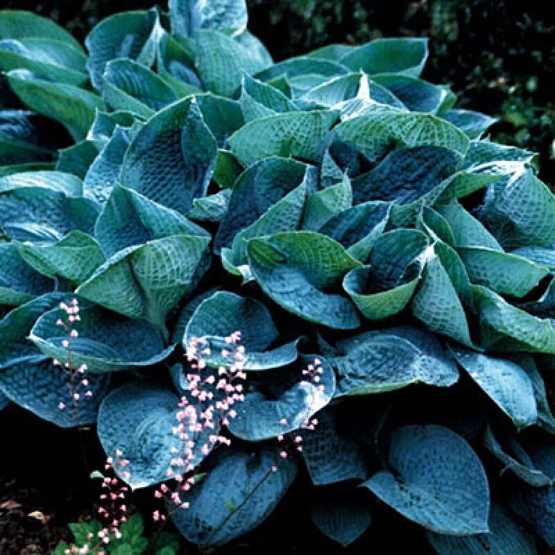 Хоста лав пэт. Хоста гибридная "love pat". Хоста гибридная "love pat". Хоста гибридная блу мэммуф. Хоста гибридная лав пэт.