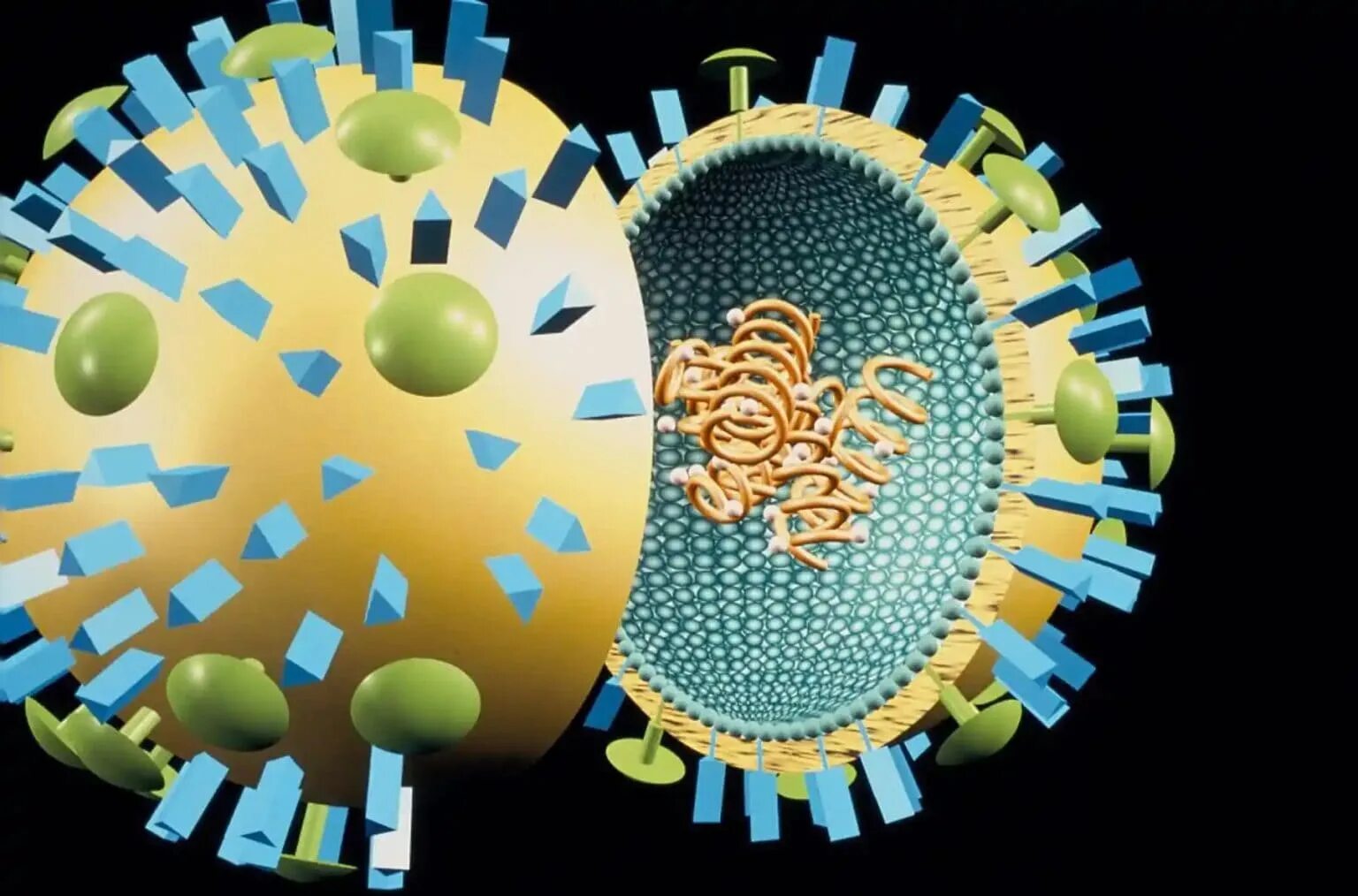 Flu virus