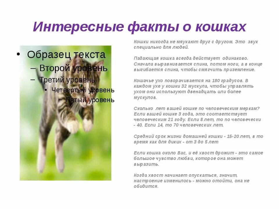 интересные факты о кошках и собаках. интересные факты о котах для детей. интересные факты ообаках. интересные сведения о собаках. и́нтересные факты о сабак.