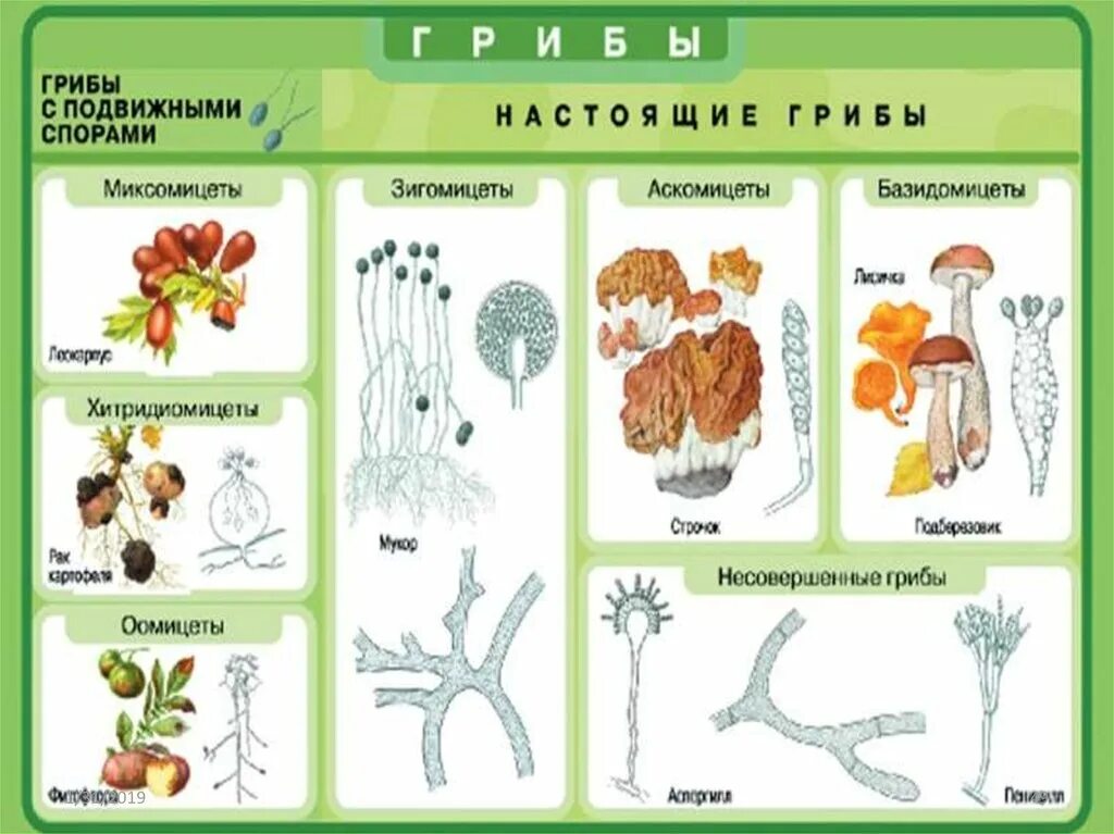 Грибы задания. Задания грибы биология. Грибы задания для детей. Тест грибы 5 класс биология. Кроссворд по биологии грибы.