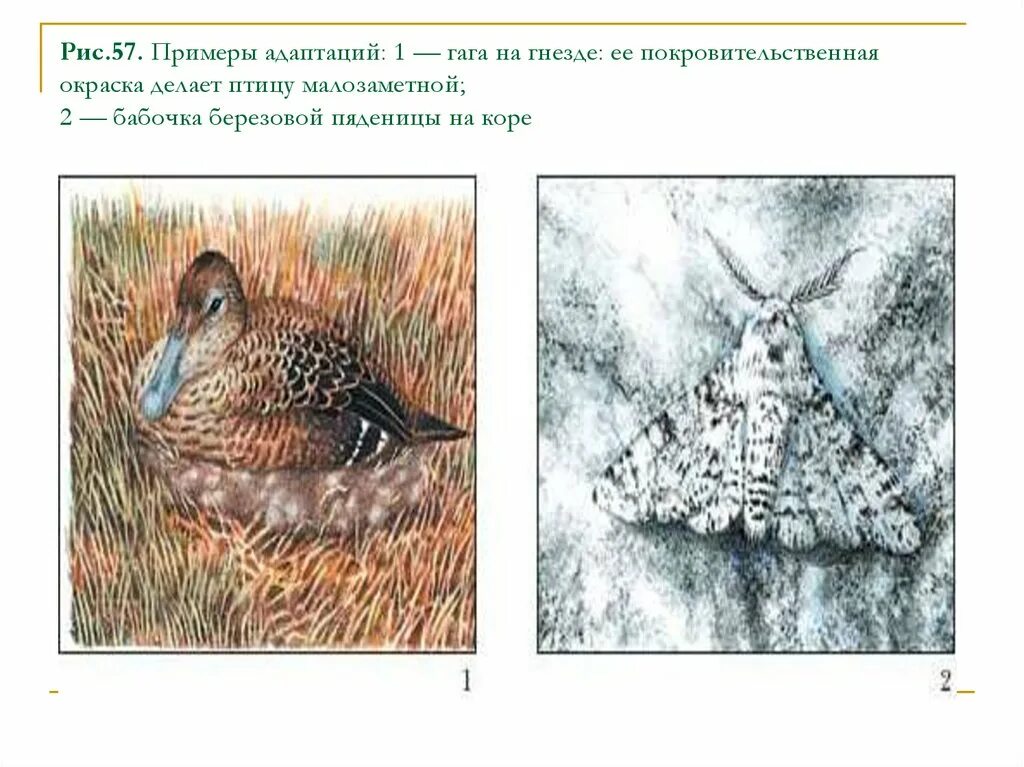 Покровительственная окраска примеры адаптации. Покровительственная окраска птиц. Покровительственная окраска примеры животных. Рис покровительственная окраска.