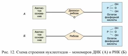 Нуклеиновые кислоты. Биология 9 класс. Пасечник