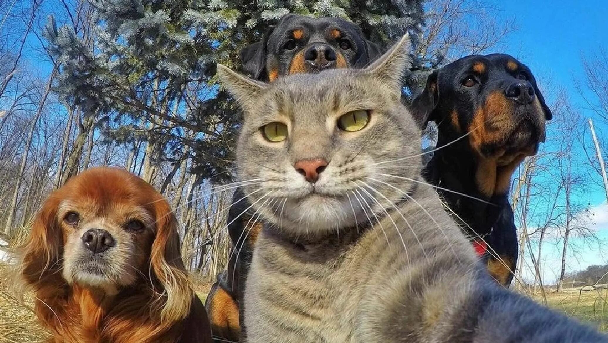 Woof (2016)