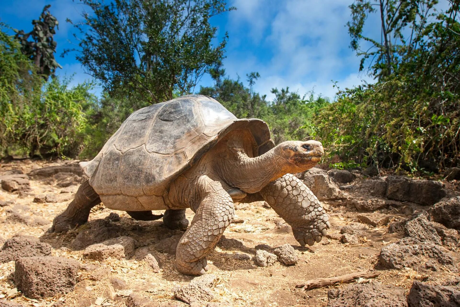 Галапагосская черепаха. Галапагосские острова черепахи. Галапагос — Эквадор черепахи. Галапагосская слоновая черепаха. Череп галапагосской черепахи
