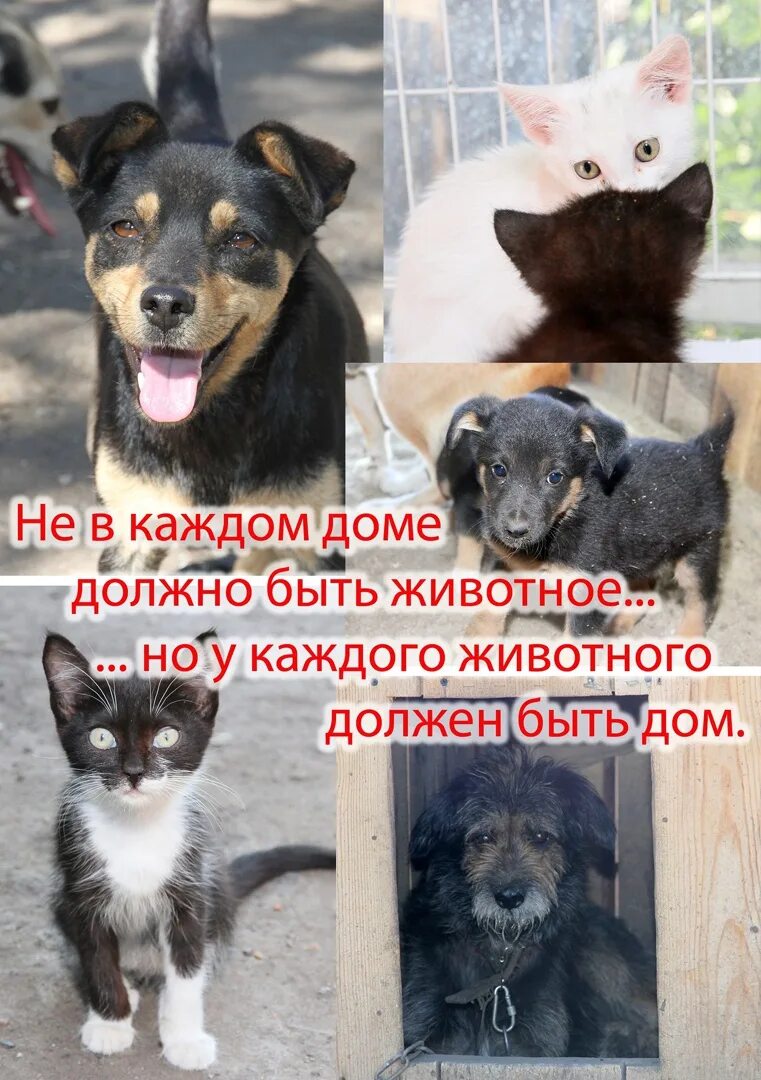 Накорми бездомных животных. Помощь бездомным животным. бездомные животные с надписями. листовки в поддержку бездомных животных. листовки в защиту бездомных животных.