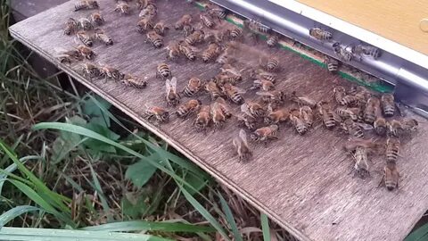 Перед дождем пчелы сидят в улье