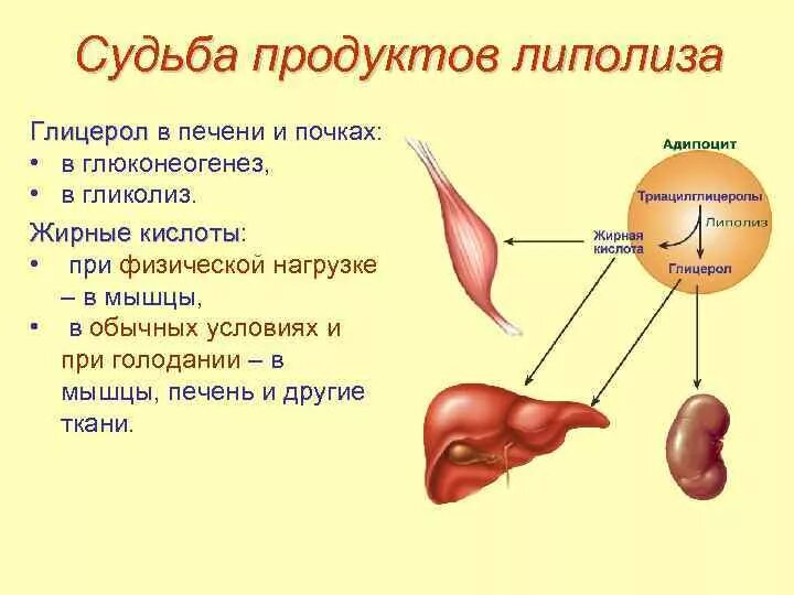 Печень расщепление жиров. Схема липолиза биохимия. Липолиз схема процесса. Липолиз формулы биохимия. Липолиз (распад жиров).