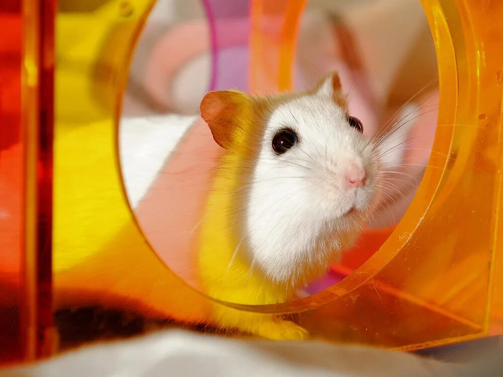 14 июня hamster. 14 июня hamster. Сирийский хомяк фото золотистый. 14 июня hamster. Хомяк с апельсином.