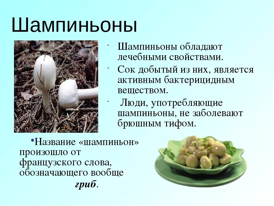 Употребление грибов в пищу. Чем полезны шампиньоны. Что полезного в шампиньонах. Шампиньон полезный гриб. ВКМ полезен шампиньоны.