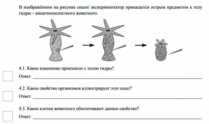 На рисунке изображен пример иллюстрирующий присущее. Нервная система гидры. Строение гидры ВПР. Клеточное строение гидры. Строение нервной клетки гидры.