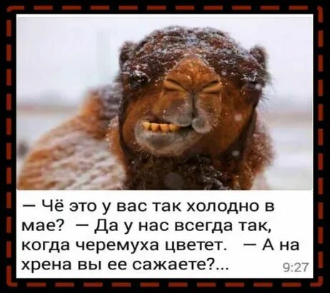 Всегда так холодно, когда черемуха цветет. Стало холодать надписи. Что у вас так холодно в мае черемуха цветет. Черемуха а зачем вы ее сажаете. У вас всегда так холодно в мае.