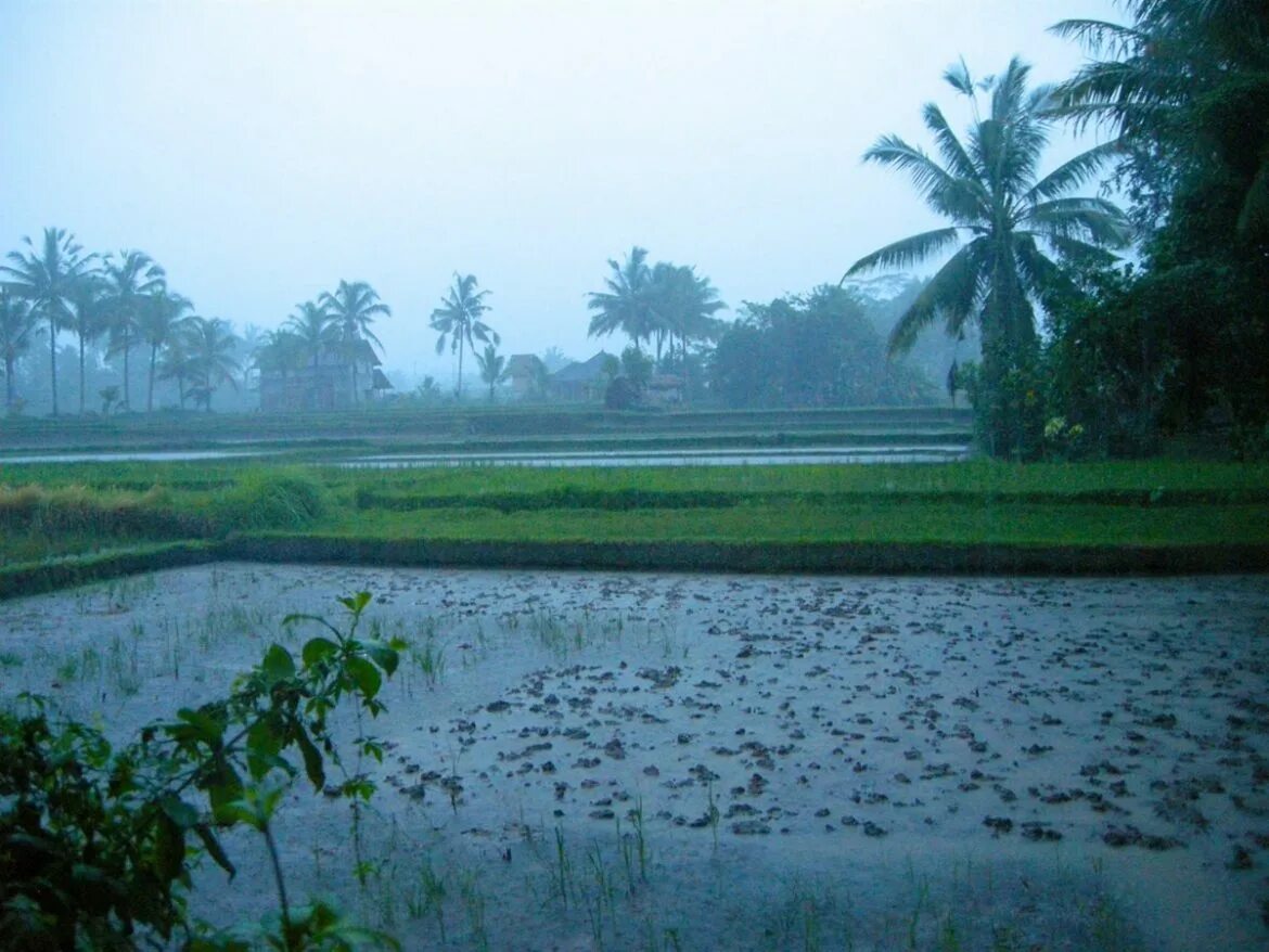Шторм самуи. Island rain. Island rain. Кауаи остров город. Island rain.