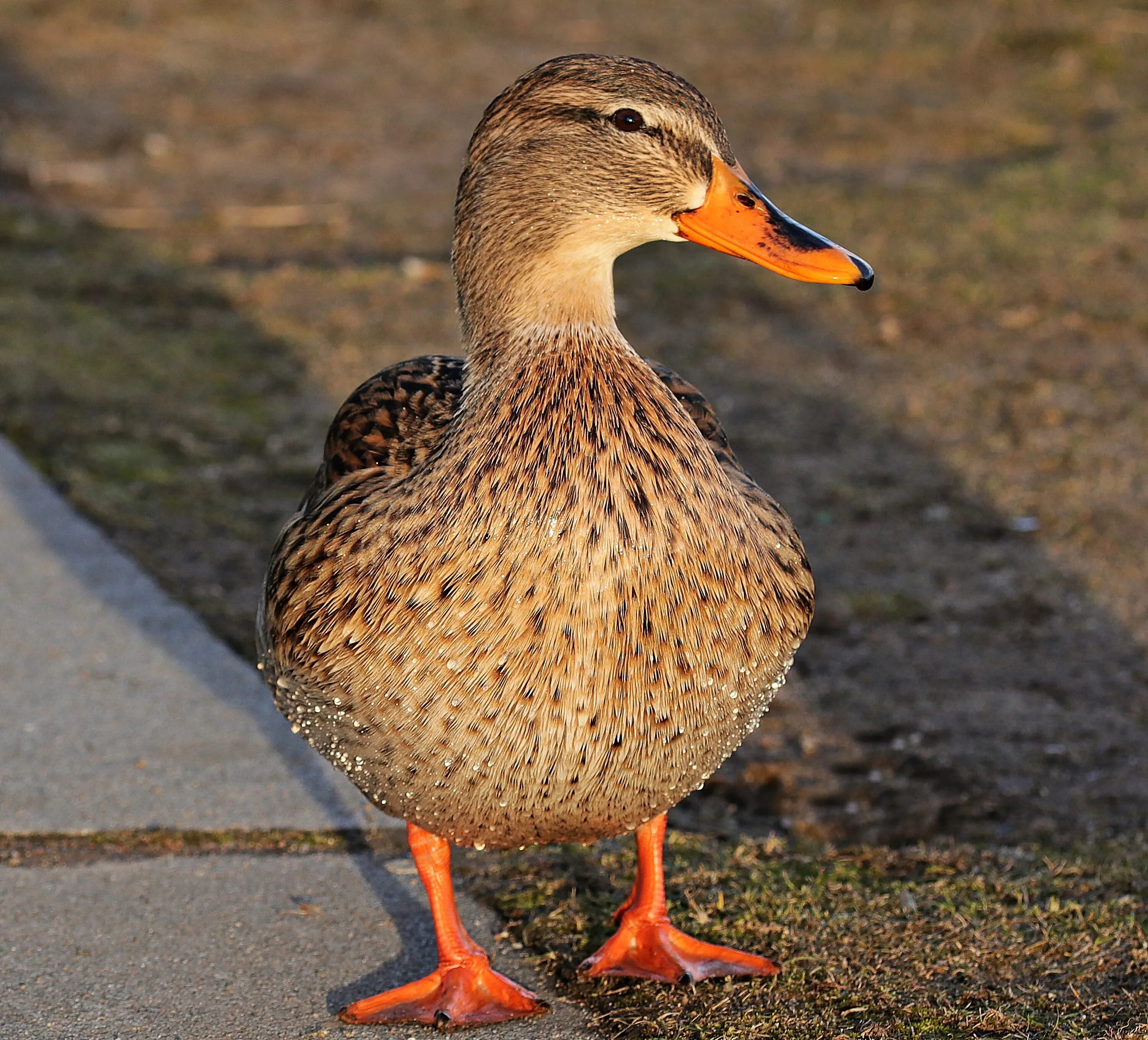 Duck bird