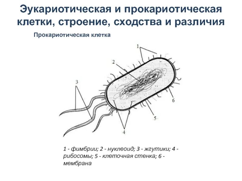 Строение покариотической 7клетки. Нуклеоид Прокариотическая клетка. 1. Строение прокариотической клетки. Схема строения прокариотической клетки. Появление первых прокариотических клеток