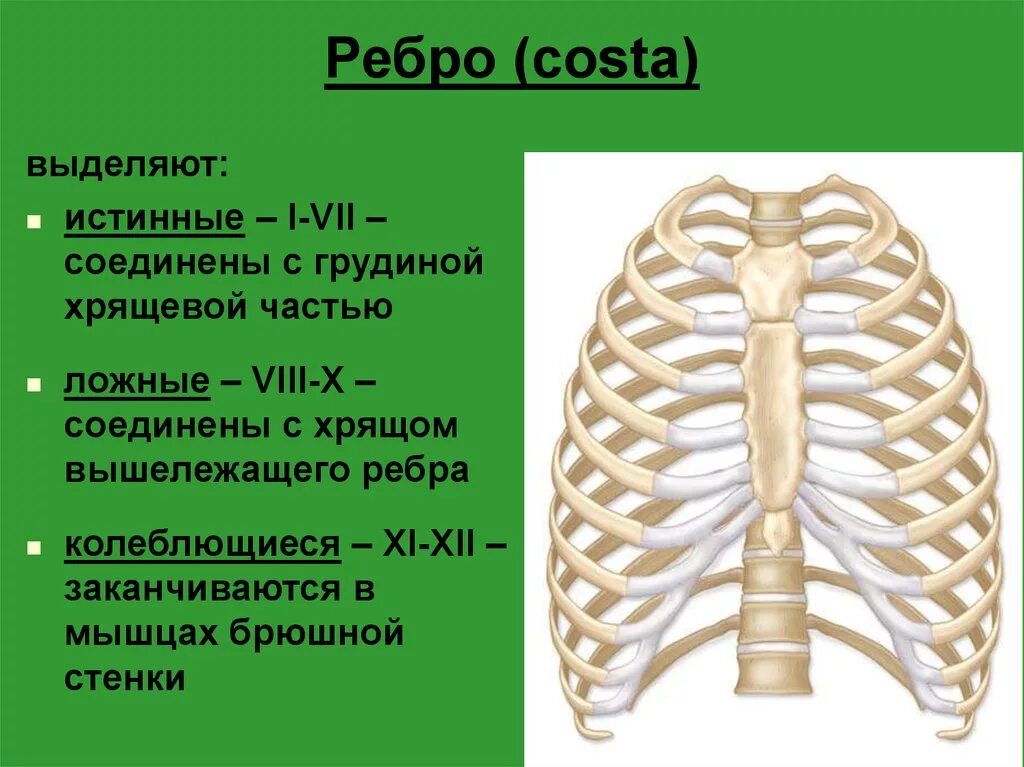 Ребра истинные ложные колеблющиеся. Рёьра истинные ложные колеб. Анатомия ребер грудной клетки. 12 Пар рёбер в грудной клетке.