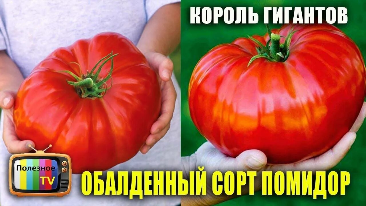 Сорта томатов король гигантов. Томат король кинг. томат король гигантов. сорт помидор король гигантов. томат королевский гигант уральский дачник.