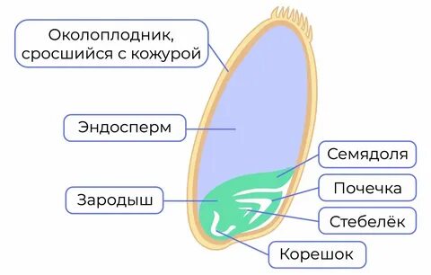 Зародыш семени какой набор хромосом
