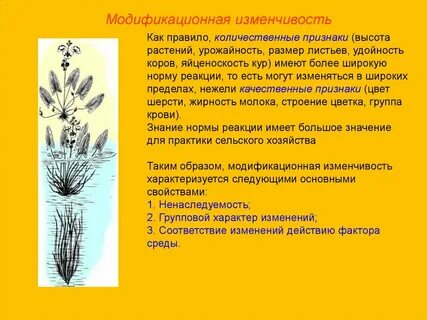 Модификационная изменчивость это