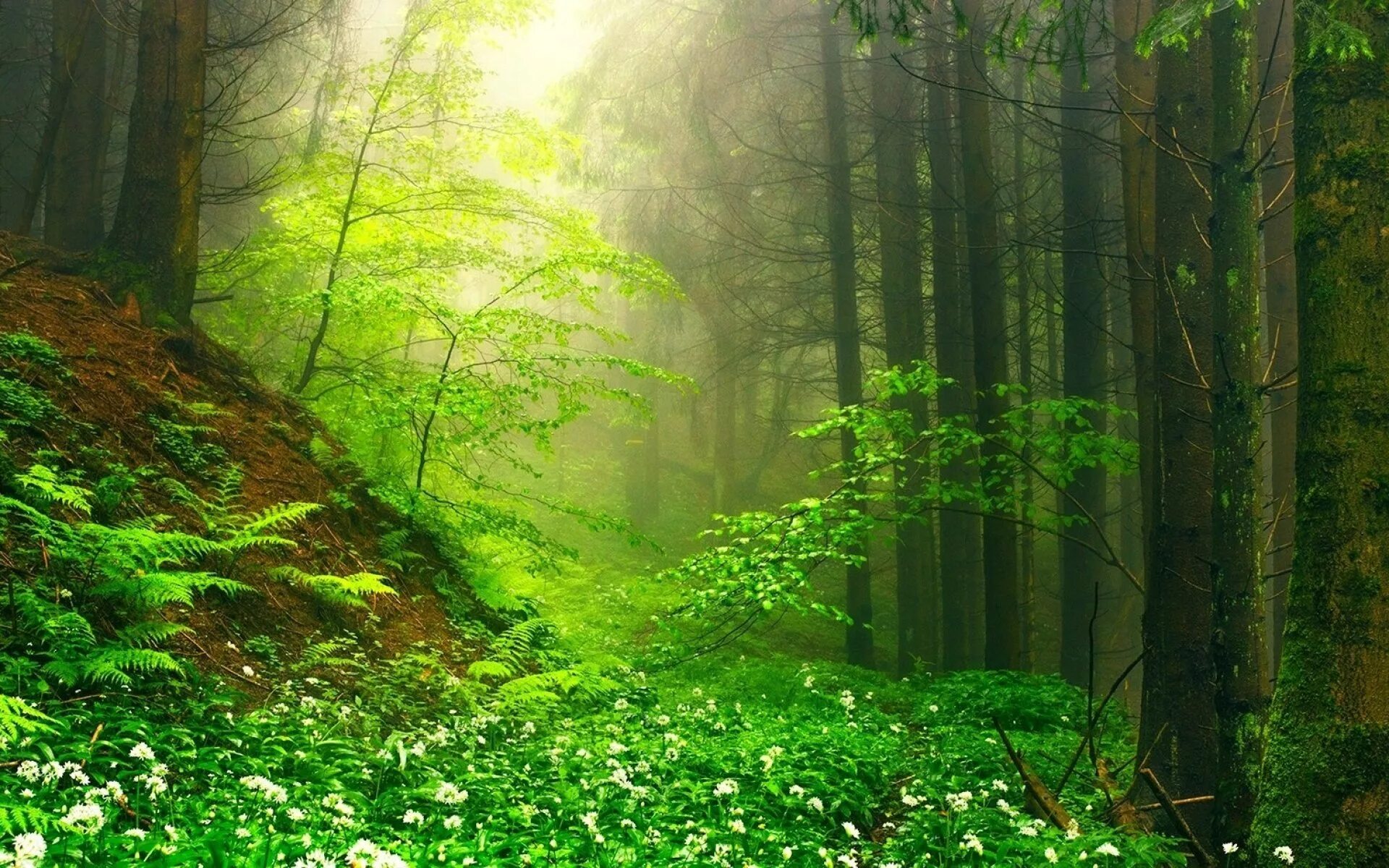 В лесу на солнечной полянке. Зеленый лес. Красивый лес. Красивая Полянка в лесу. Сказочная природа.