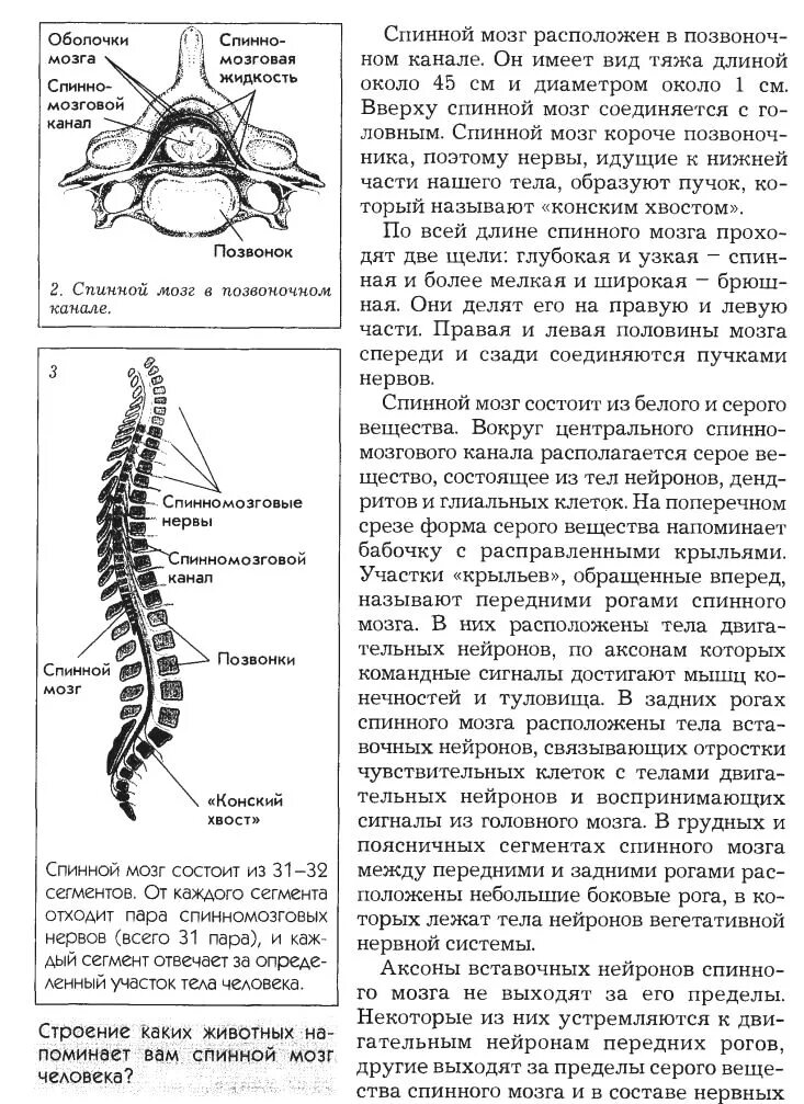 В спинном мозге выделяют. Строение спинного мозга анатомия животных. Наружное строение спинного мозга. Строение спинного мозга анатомия ЕГЭ. Строение сегмента спинного мозга.