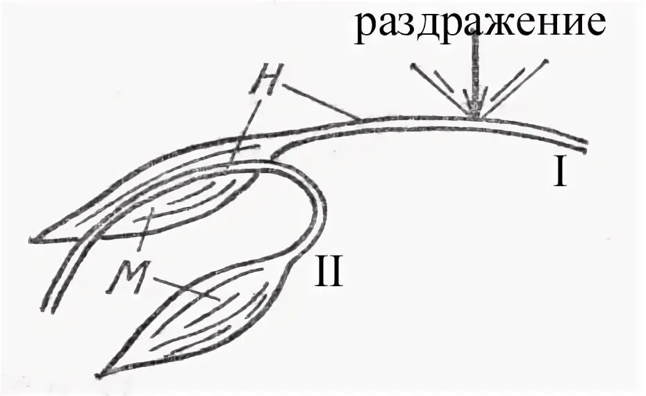 Непрямое раздражение