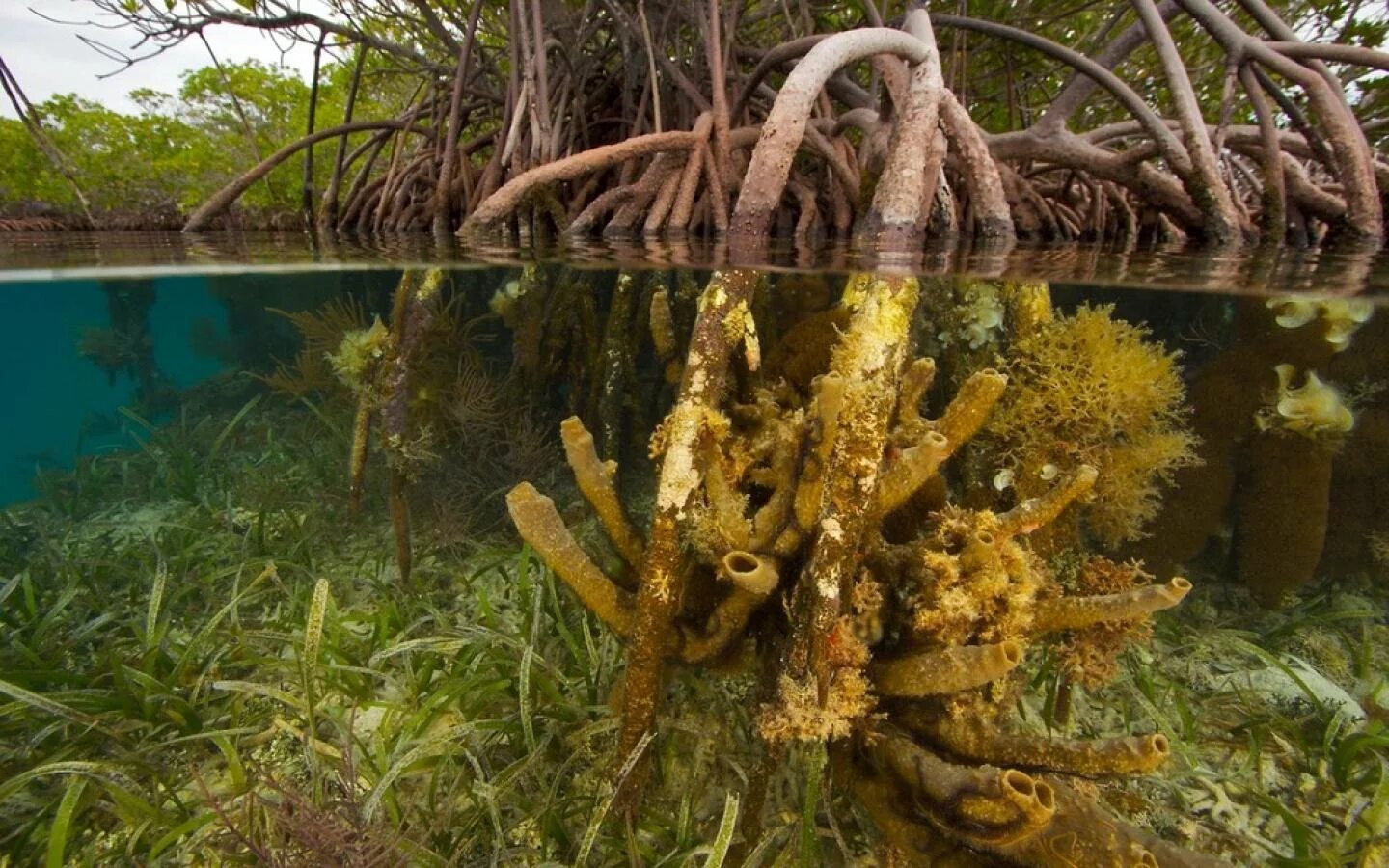 Корневище водоросли