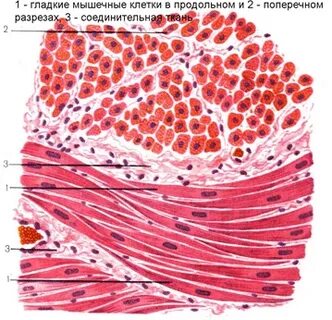 Гладкая мышечная ткань кишечника