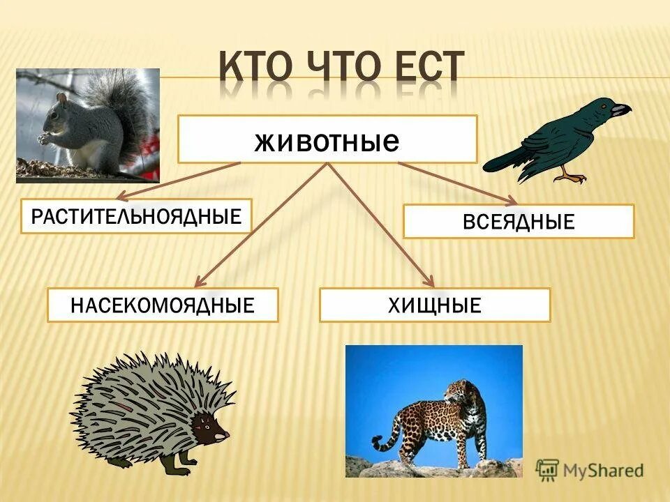 Всеядные животные Хищные. Хищники и растительноядные животные. Растительноядные хищники всеядные. Хищники травоядные и всеядные животные.