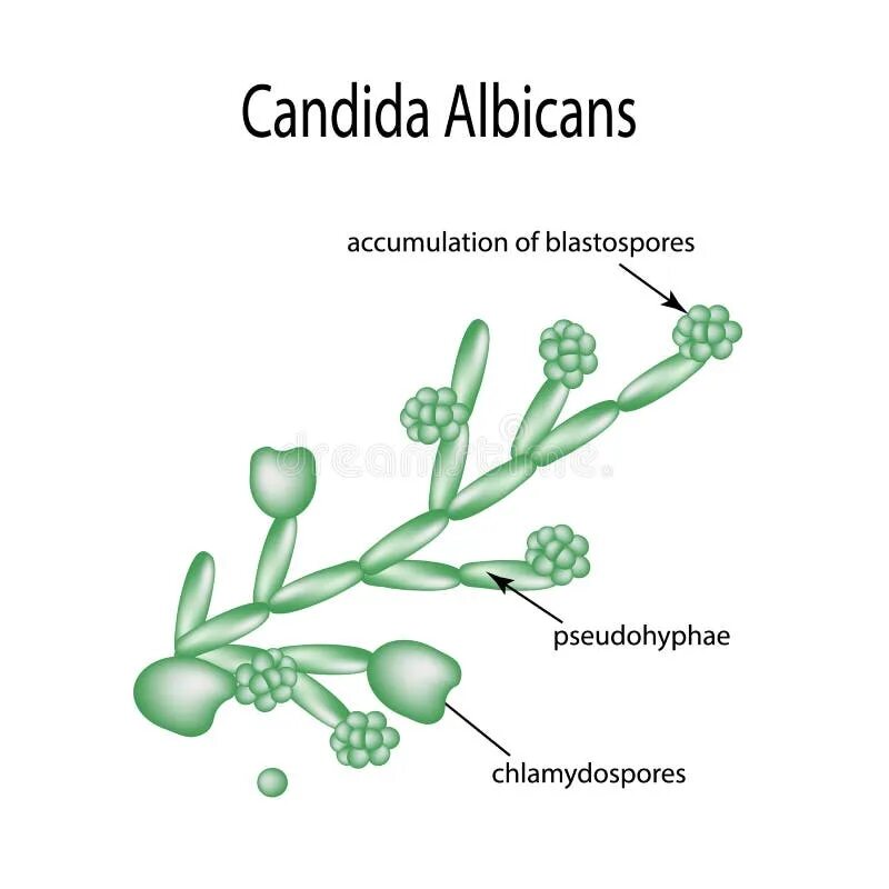 Candida albicans полукол