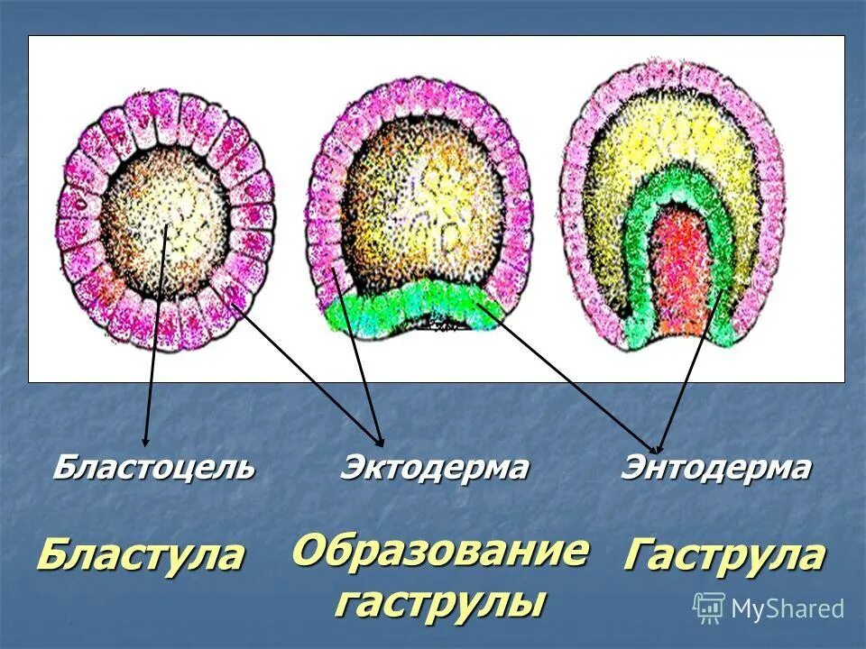 Система органов человека развивается из энтодермы. Система органов человека развивается из энтодермы