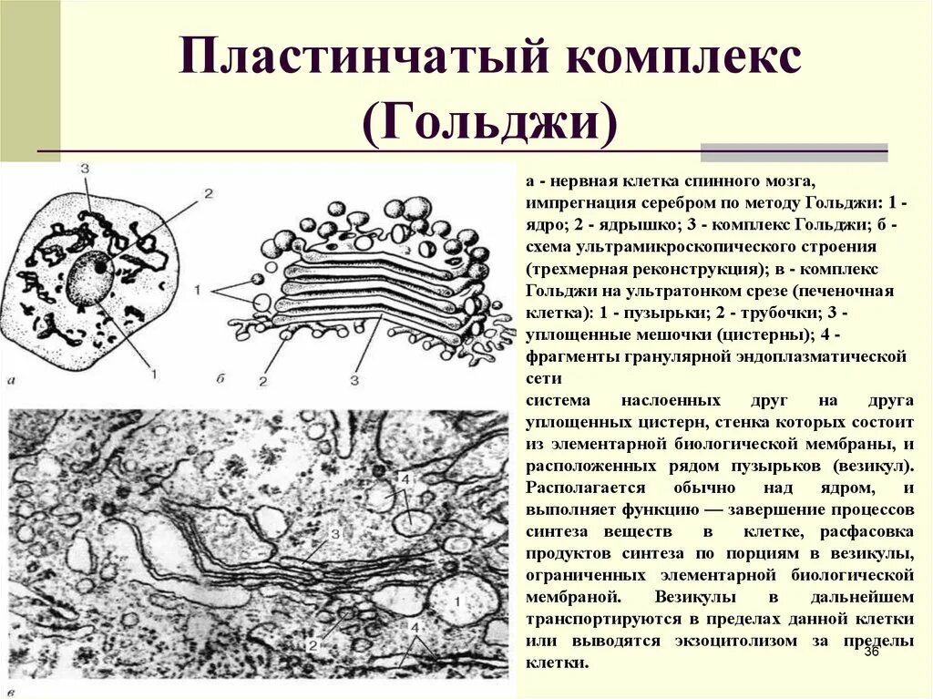 Пластинчатые клетки