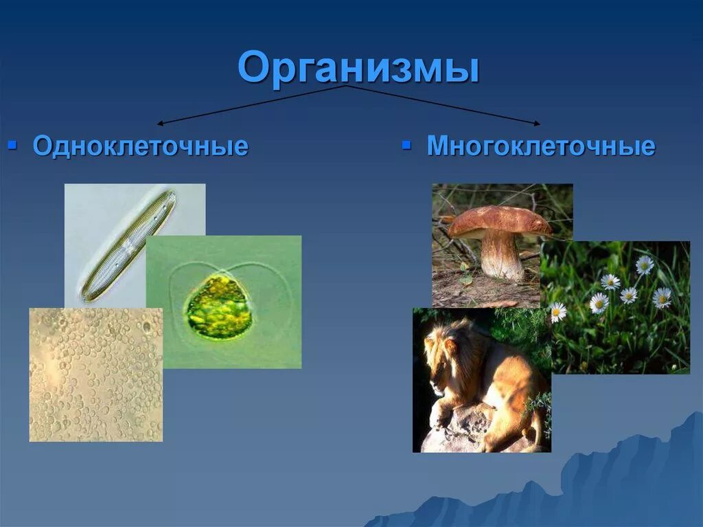 Одноклеточные и многоклеточные организмы. Одноклеточные организмы и многоклеточные организмы. Биология одноклеточные и многоклеточные организмы. Одноклеточные и много клеточные рганизы.