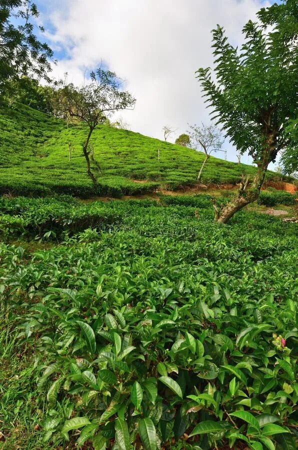 Остров плантация. Чайная плантация Сейшелы. Чай с Сейшельских островов. Чайные плантации Сочи. Поля плантаций на Сейшелах.