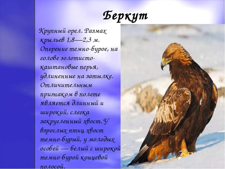 Беркут сообщение 2 класс. Орёл Беркут доклад. Доклад о Беркуте 2 класс. Беркут красная книга краткое описание.