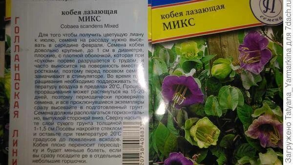 Кобея посадка на рассаду. Кобея лазающая. Кобея лазающая рассада. Вьюн кобея лазающая. Кобея лазающая семена.