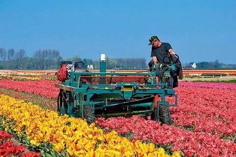 Производитель нидерланды